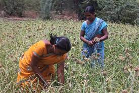 Andhra Pradesh: Anantapur agricultural laborer completes her PhD in chemistry